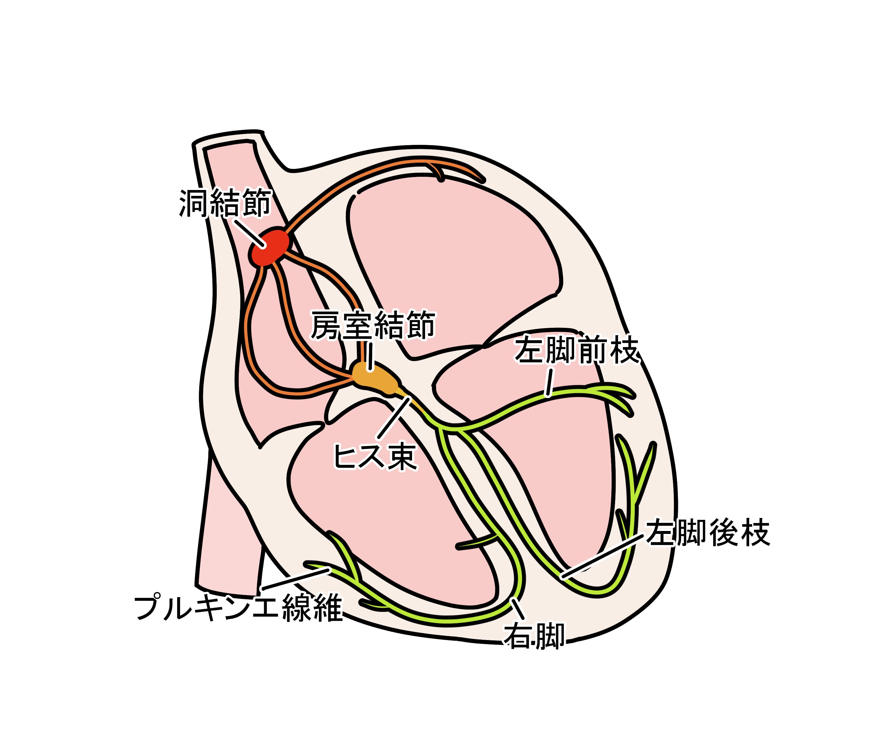 心臓の刺激伝導系の説明