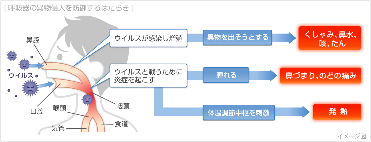 呼吸器の粘液・線毛による防御と風邪症状の模式図