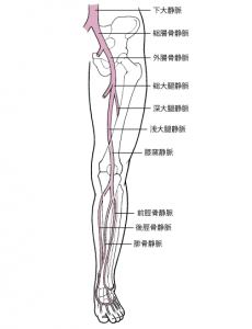下肢静脈の解剖図