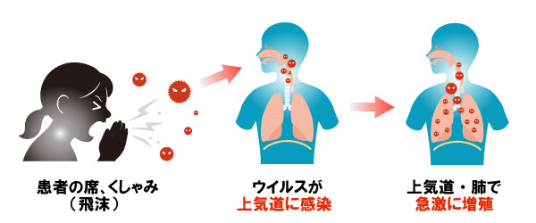 飛沫感染・接触感染と気道での増殖の模式図