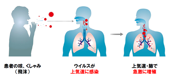 飛沫感染・接触感染と気道での増殖の模式図