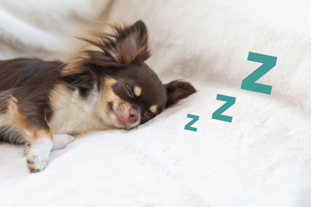 寝ている犬