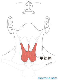 首の前面にある甲状腺の位置イラスト